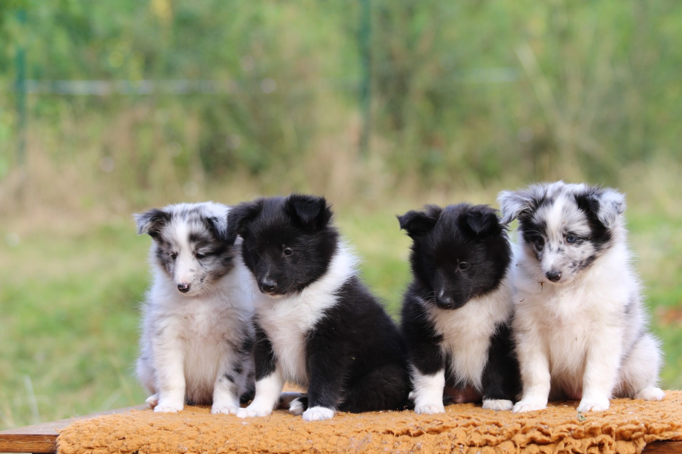 du Clan Castelau - Shetland Sheepdog - Portée née le 25/05/2026