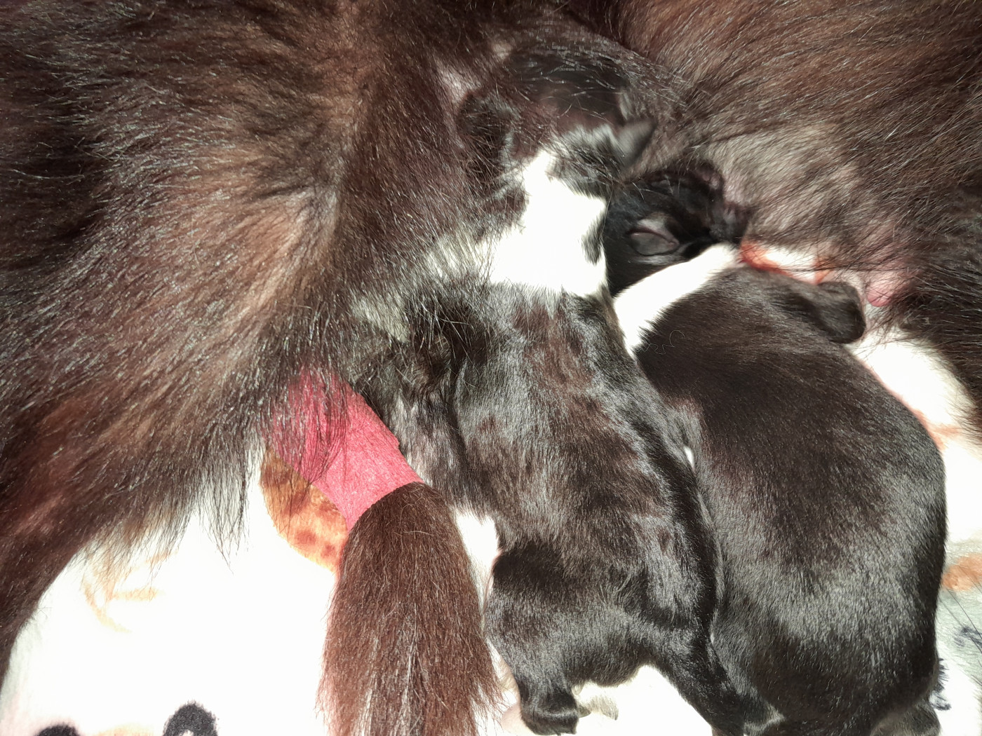 Chiot Shetland Sheepdog du Clan Castelau