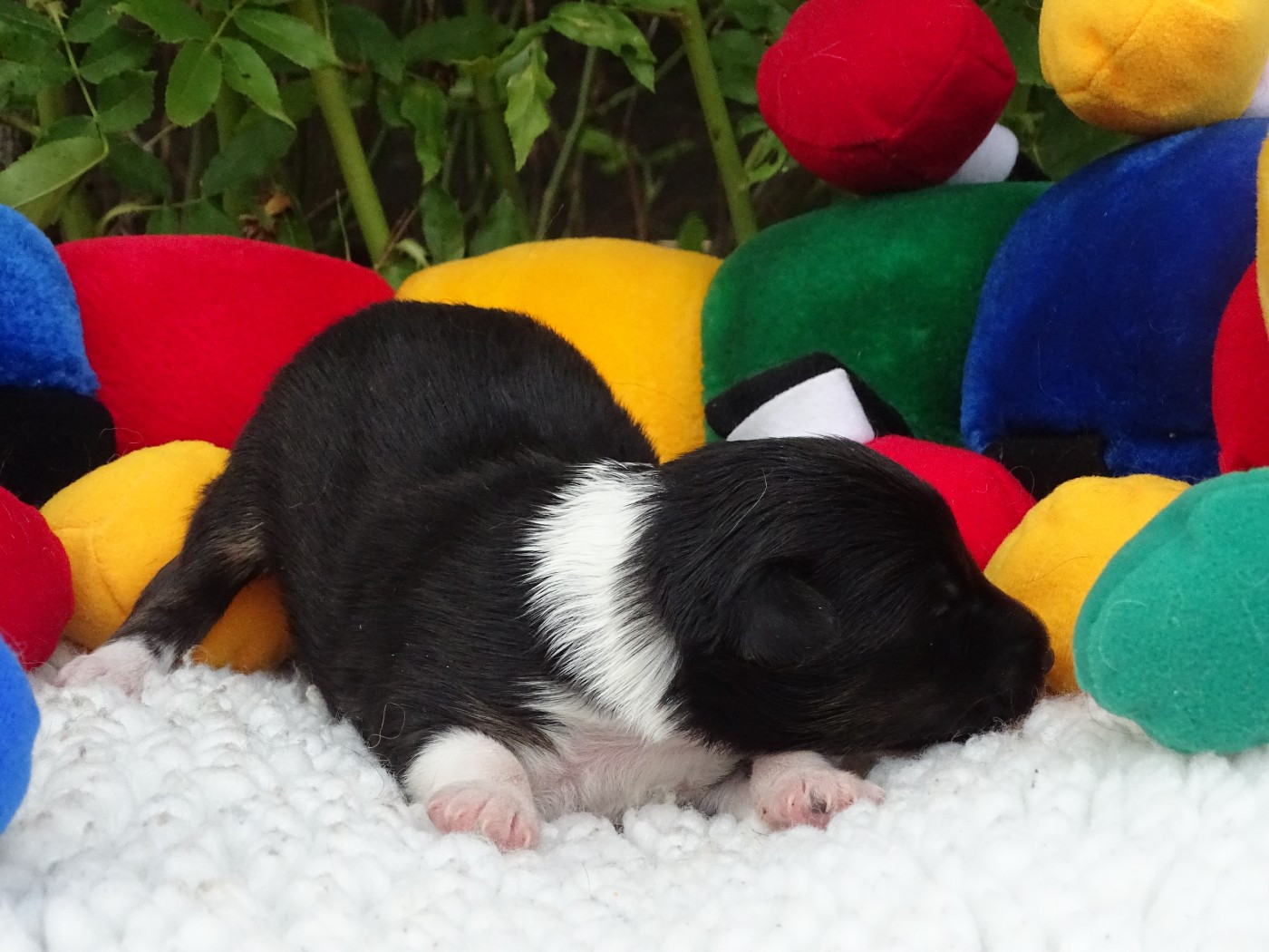du Clan Castelau - Chiots disponibles - Shetland Sheepdog