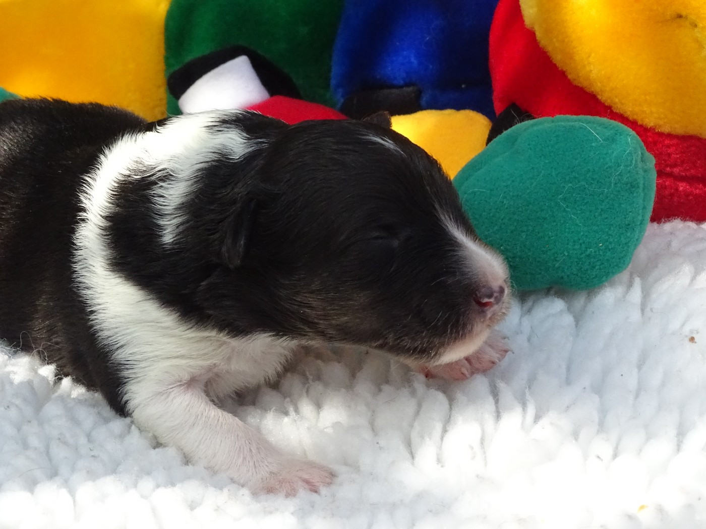 du Clan Castelau - Chiots disponibles - Shetland Sheepdog