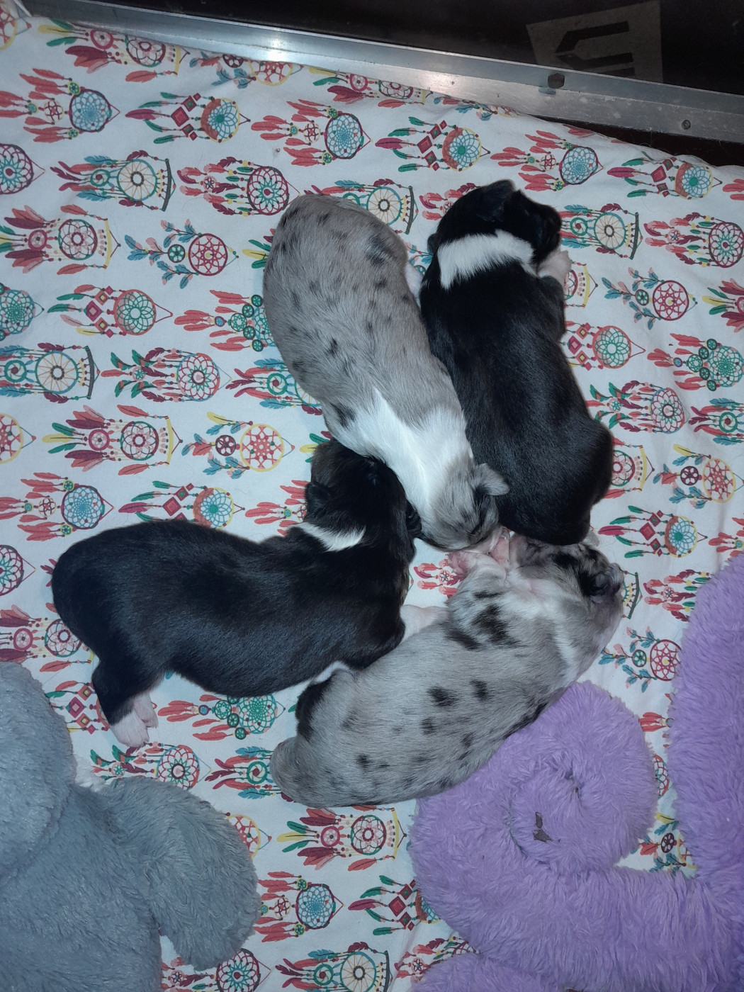 Chiot Shetland Sheepdog du Clan Castelau