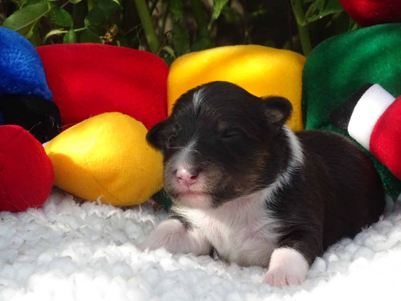 du Clan Castelau - Chiots disponibles - Shetland Sheepdog