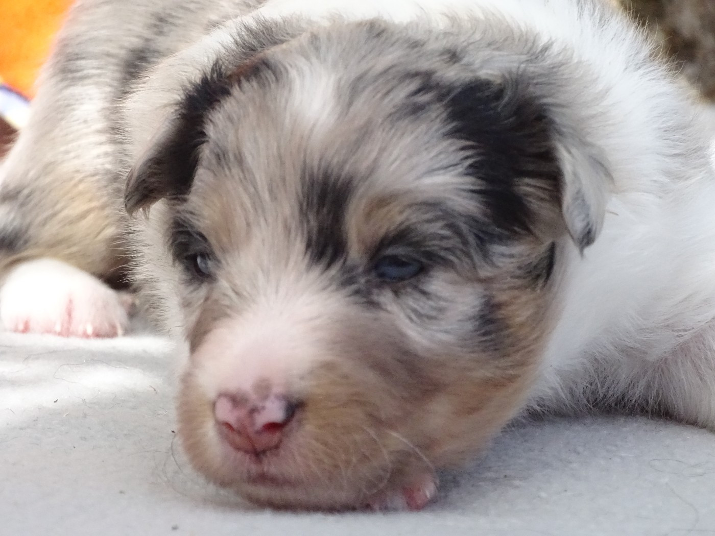 du Clan Castelau - Chiots disponibles - Shetland Sheepdog