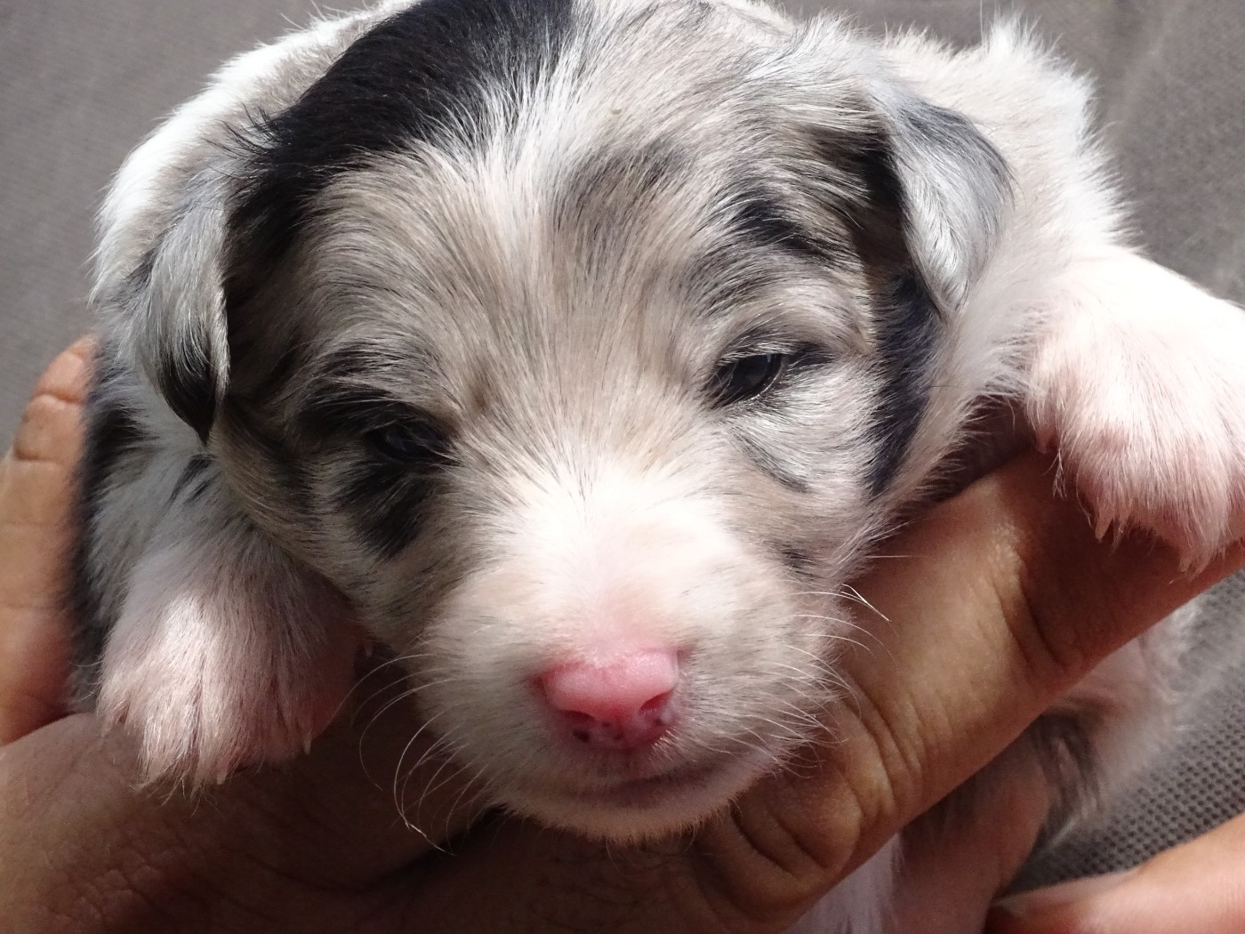 du Clan Castelau - Chiots disponibles - Shetland Sheepdog