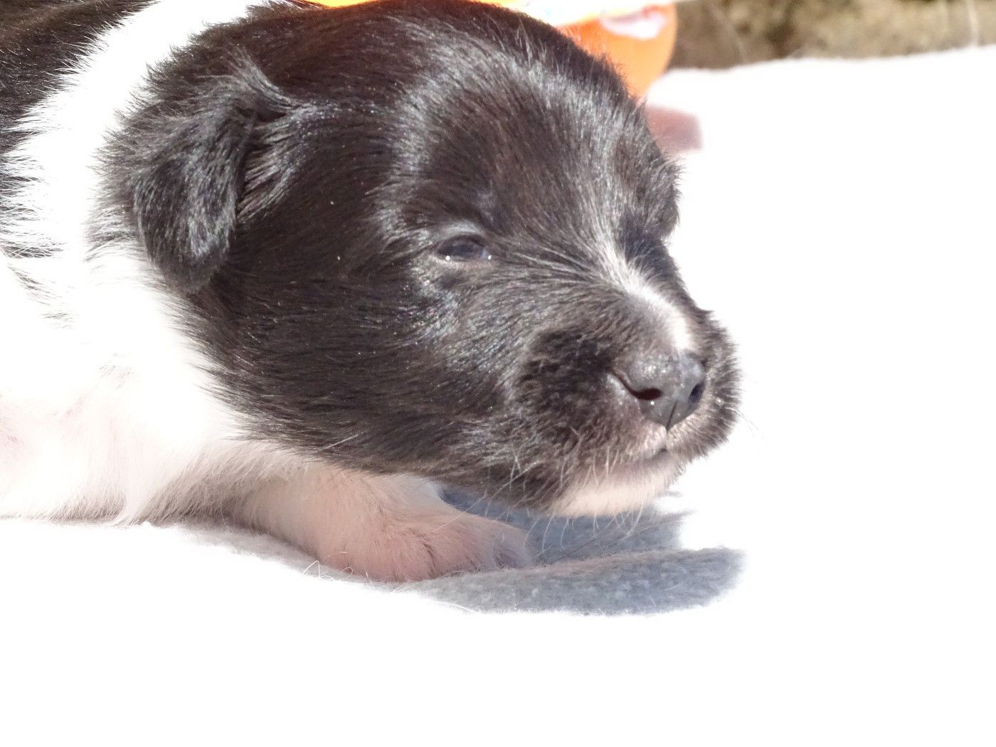du Clan Castelau - Chiots disponibles - Shetland Sheepdog