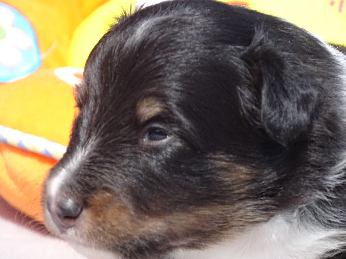 du Clan Castelau - Chiots disponibles - Shetland Sheepdog