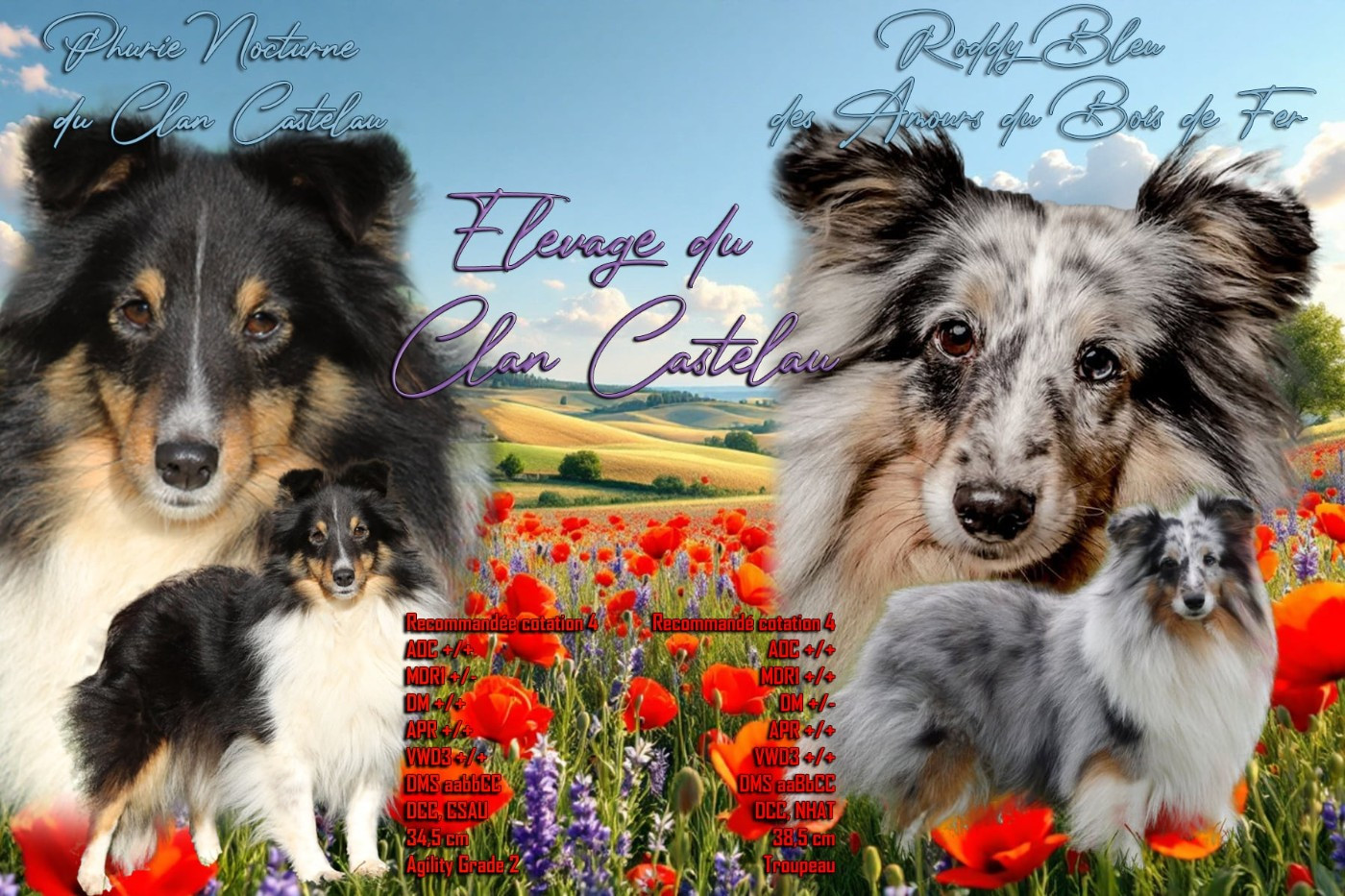 Chiot Shetland Sheepdog du Clan Castelau