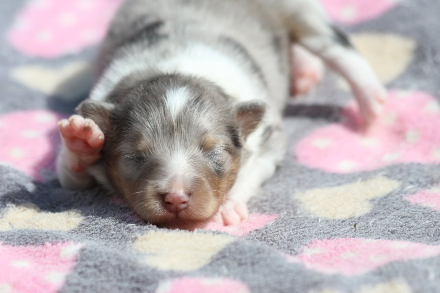 du Clan Castelau - Chiots disponibles - Shetland Sheepdog