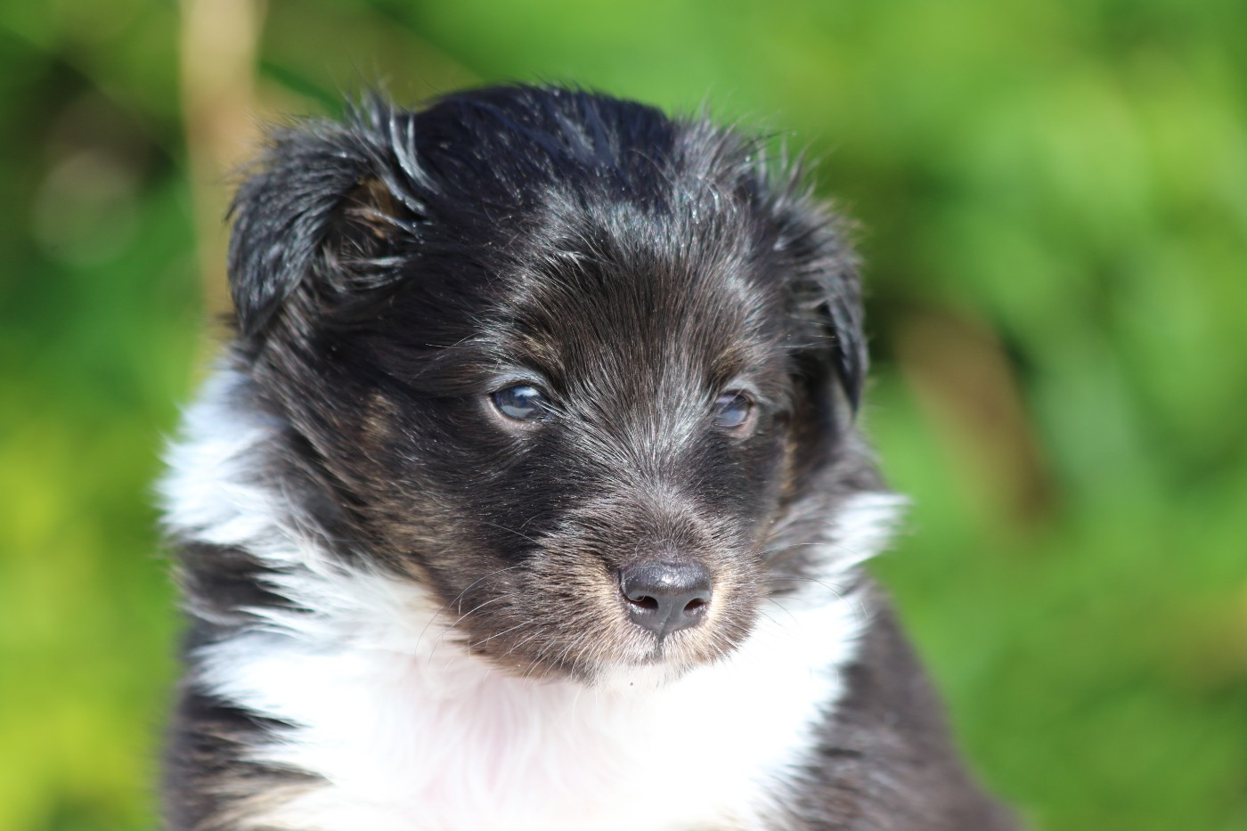 du Clan Castelau - Chiots disponibles - Shetland Sheepdog
