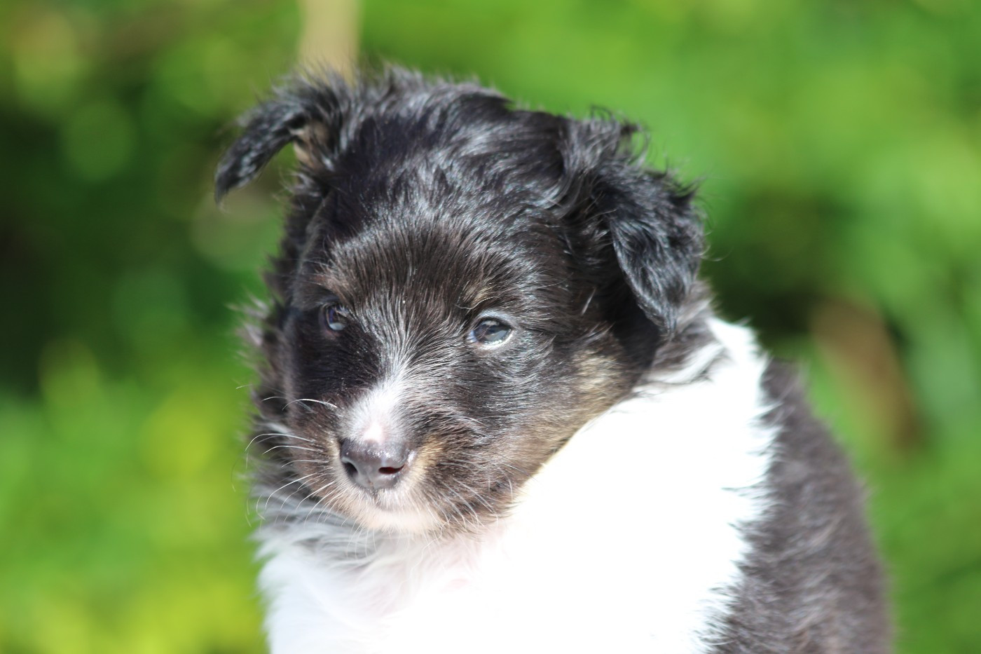du Clan Castelau - Chiots disponibles - Shetland Sheepdog