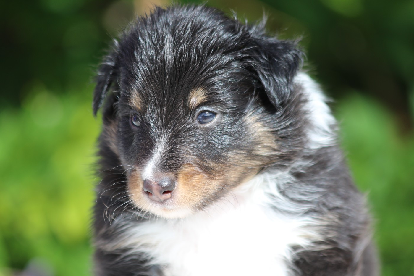 du Clan Castelau - Chiots disponibles - Shetland Sheepdog