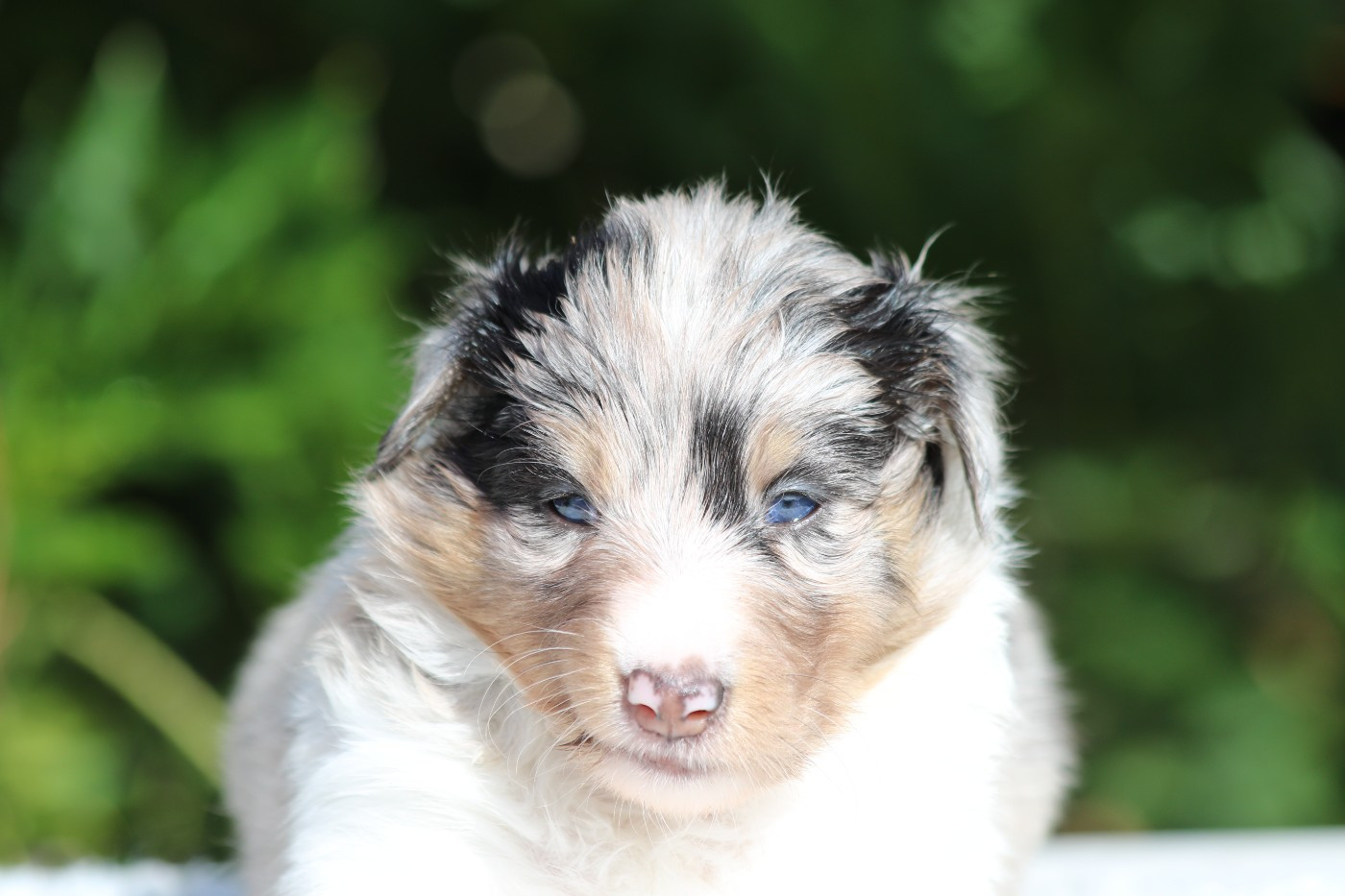 du Clan Castelau - Chiots disponibles - Shetland Sheepdog