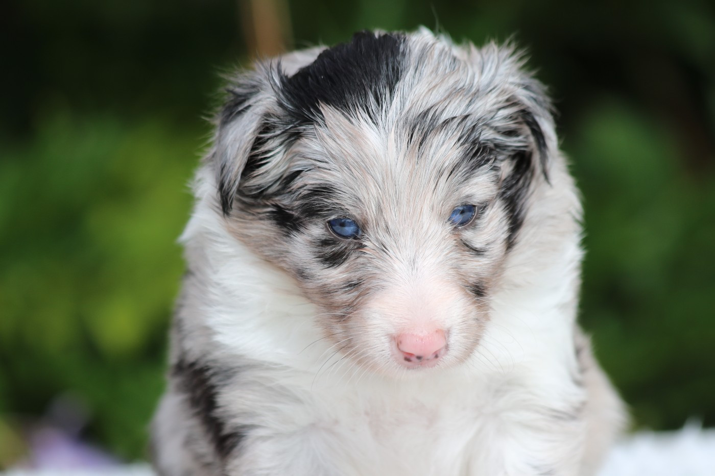du Clan Castelau - Chiots disponibles - Shetland Sheepdog
