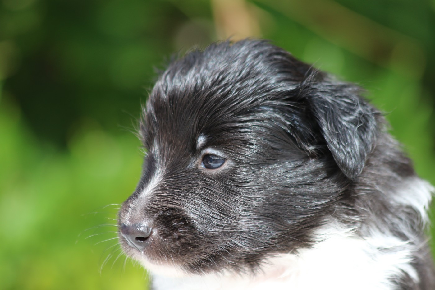du Clan Castelau - Chiots disponibles - Shetland Sheepdog