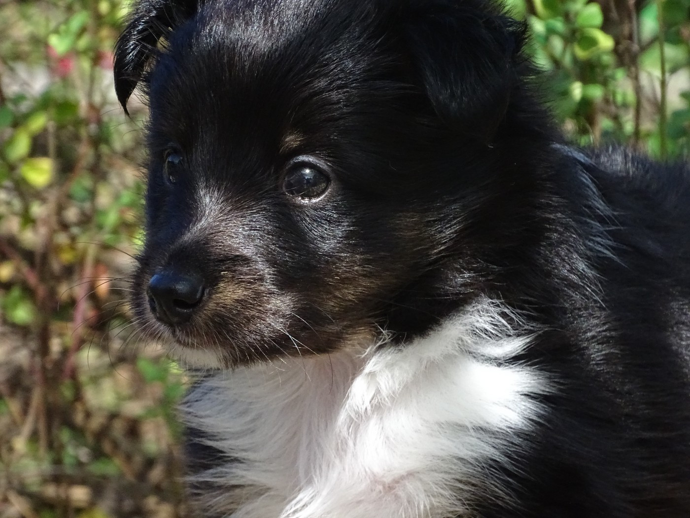 du Clan Castelau - Chiots disponibles - Shetland Sheepdog
