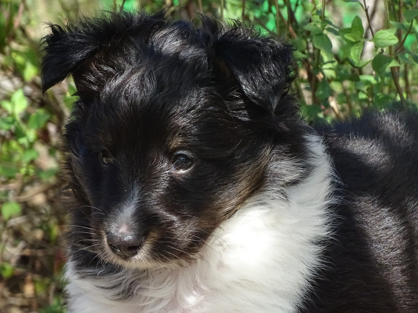 du Clan Castelau - Chiots disponibles - Shetland Sheepdog