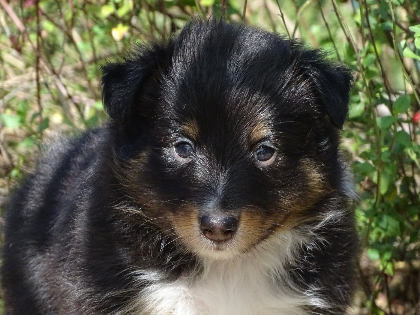 du Clan Castelau - Chiots disponibles - Shetland Sheepdog
