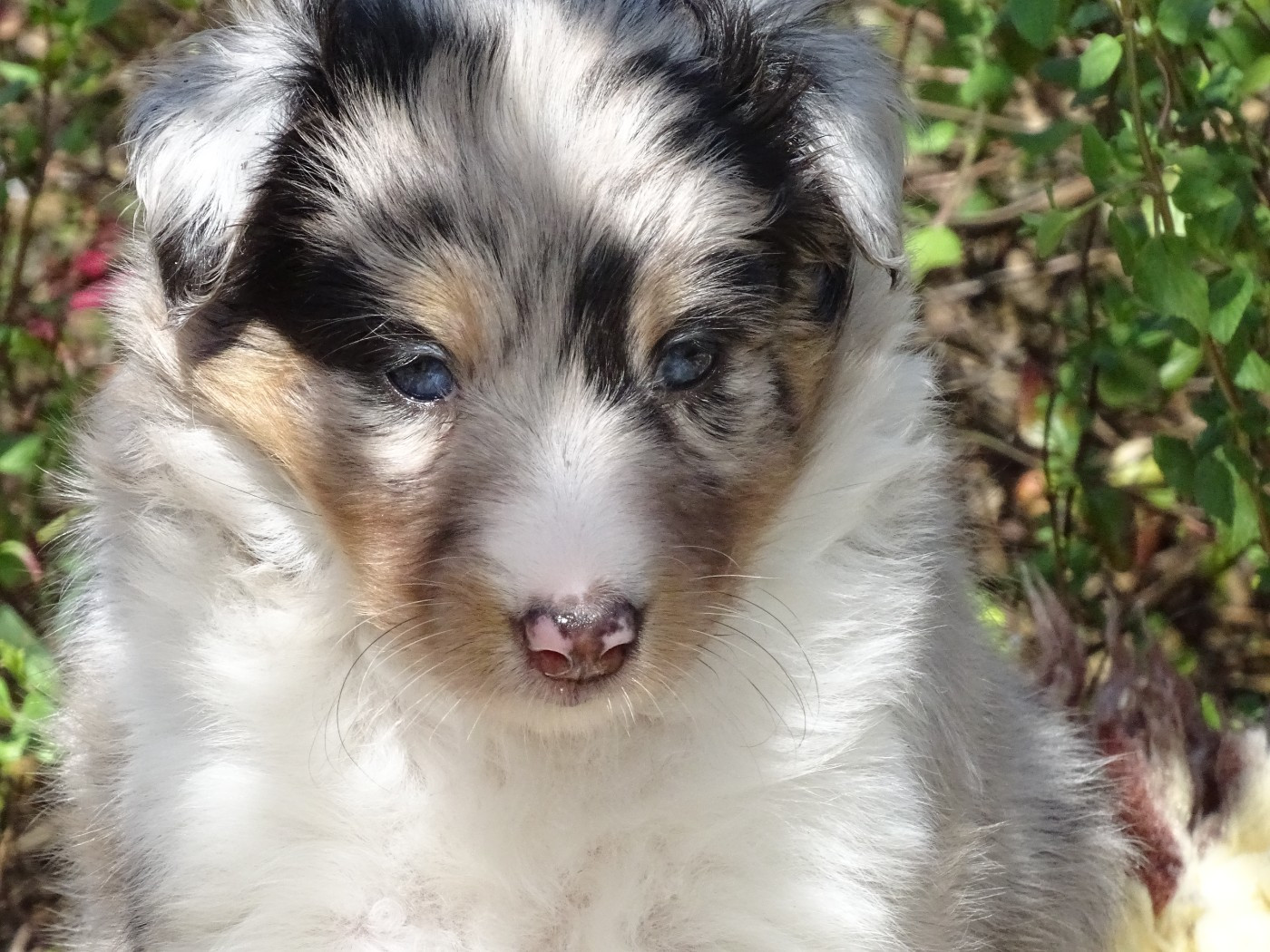 du Clan Castelau - Chiots disponibles - Shetland Sheepdog