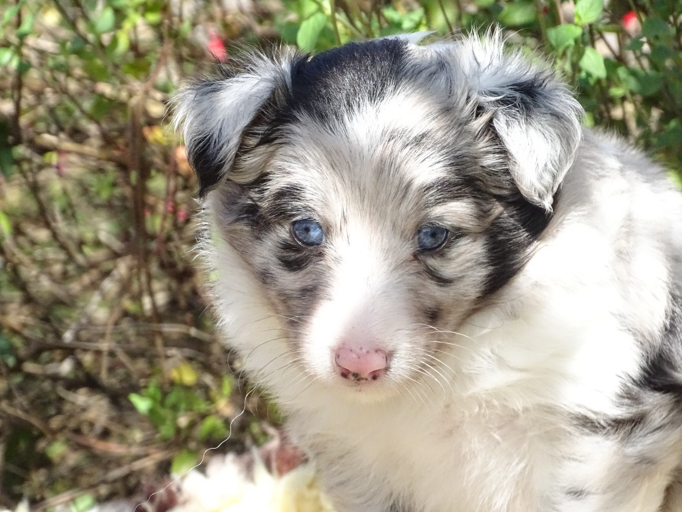 du Clan Castelau - Chiots disponibles - Shetland Sheepdog