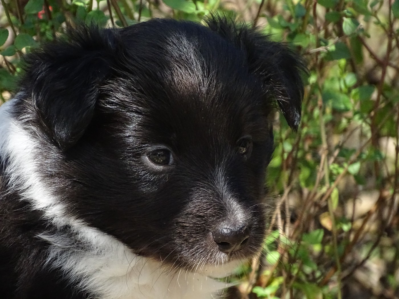 du Clan Castelau - Chiots disponibles - Shetland Sheepdog