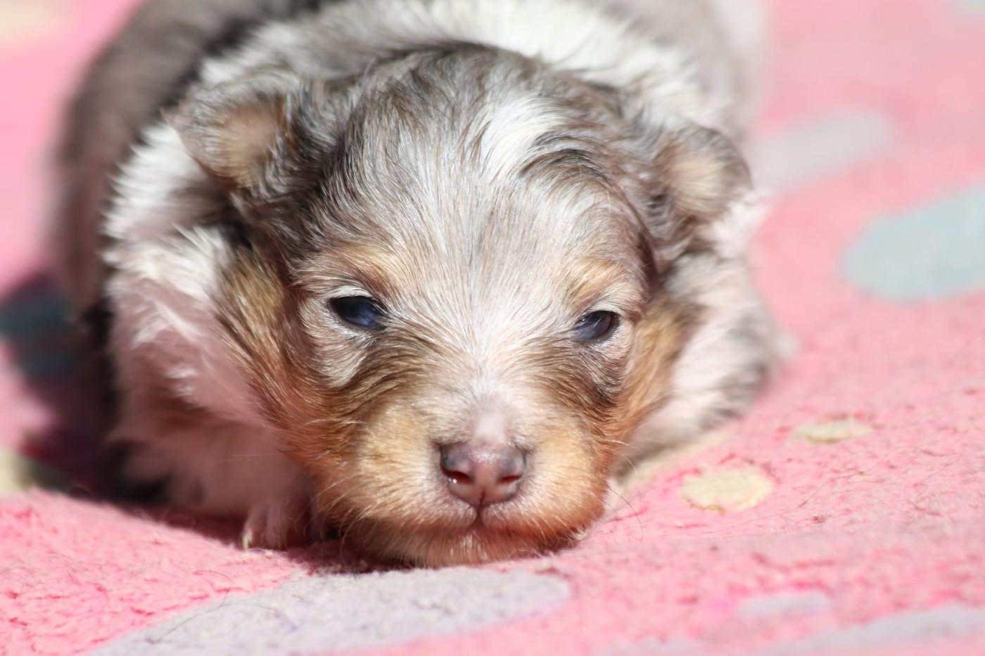 du Clan Castelau - Chiots disponibles - Shetland Sheepdog