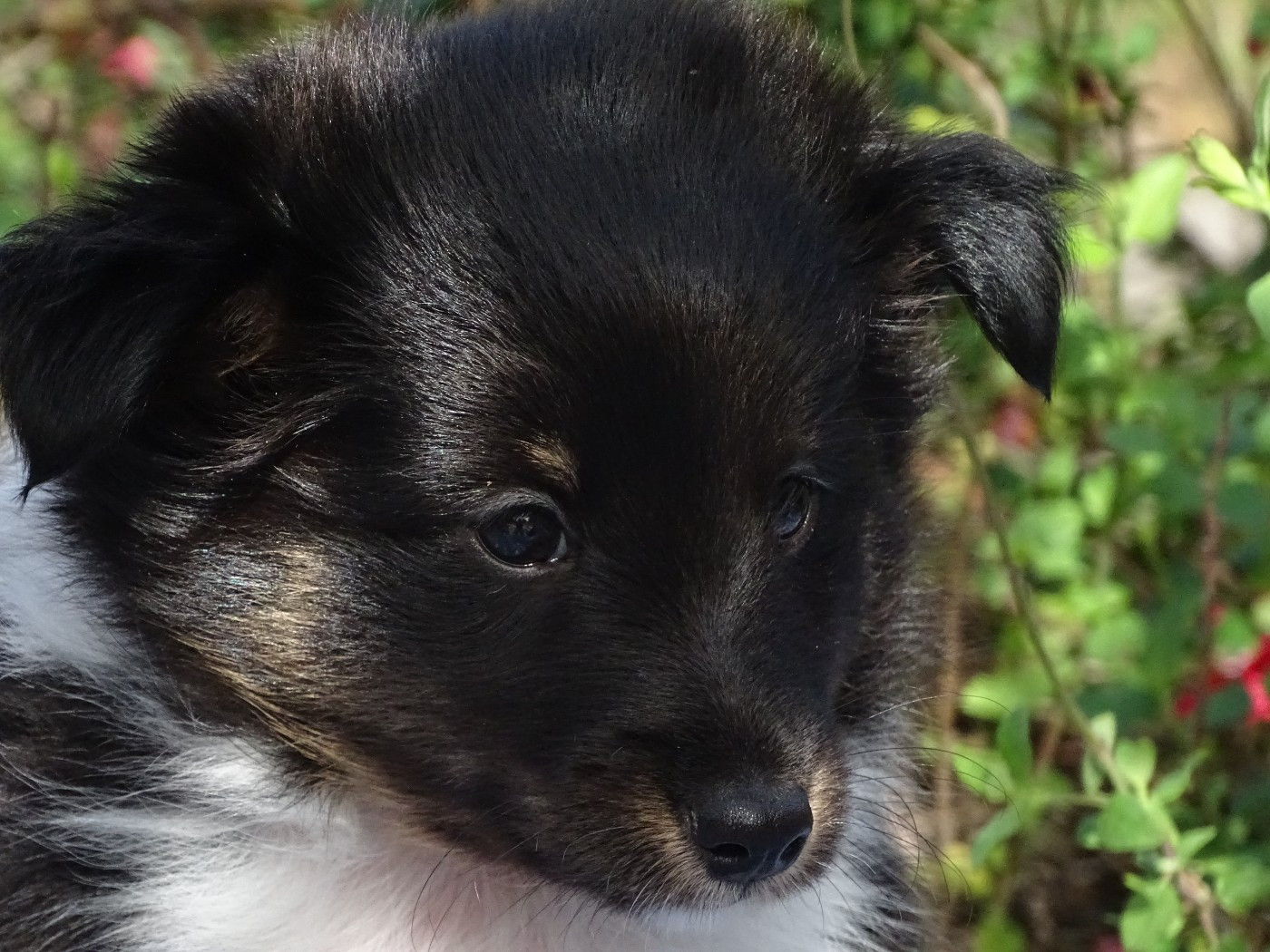 du Clan Castelau - Chiots disponibles - Shetland Sheepdog