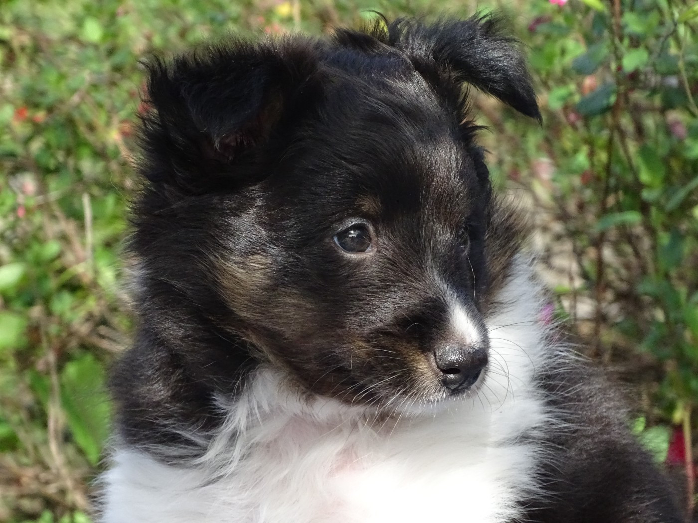 du Clan Castelau - Chiots disponibles - Shetland Sheepdog