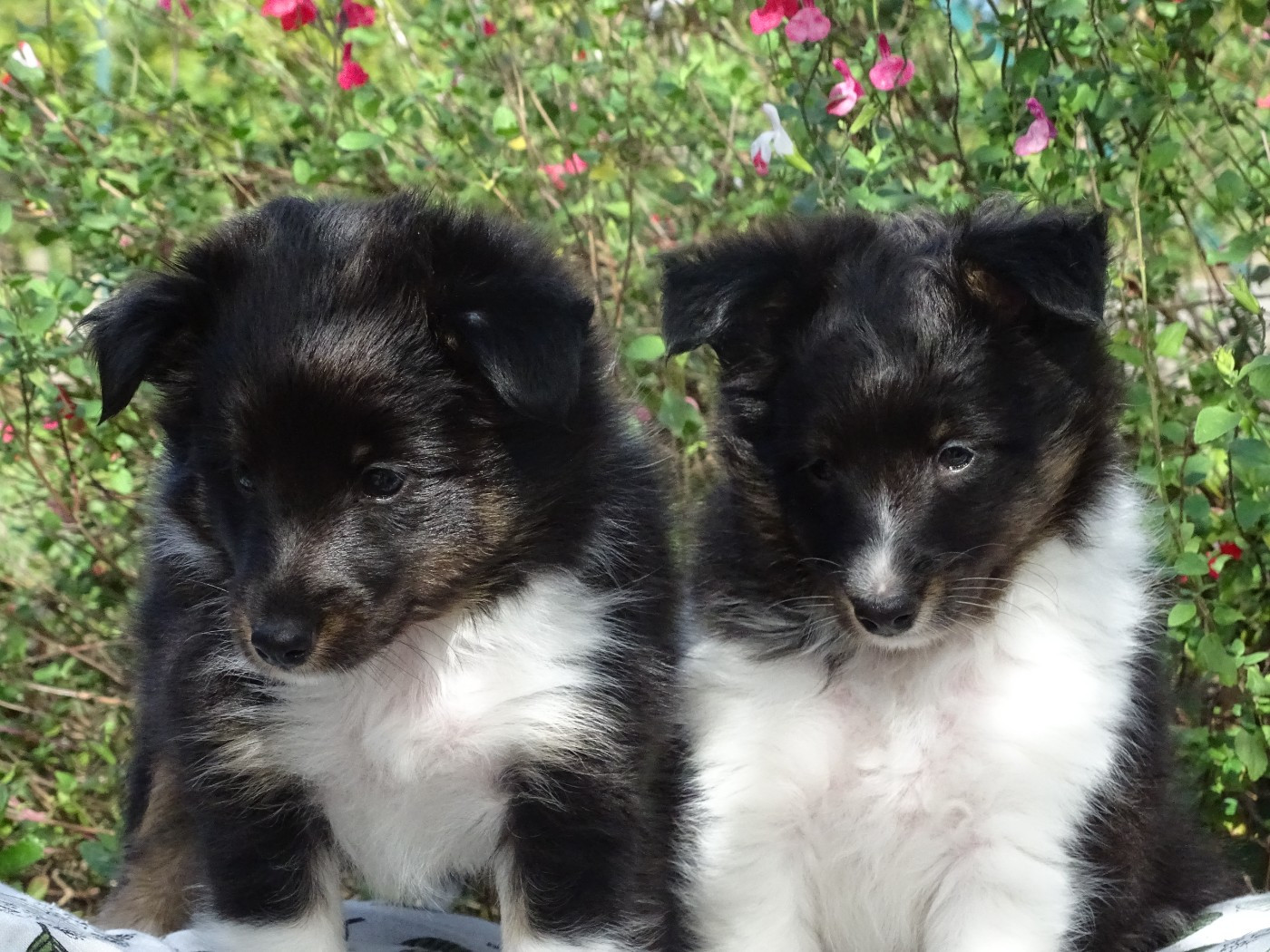 du Clan Castelau - Shetland Sheepdog - Portée née le 03/08/2026