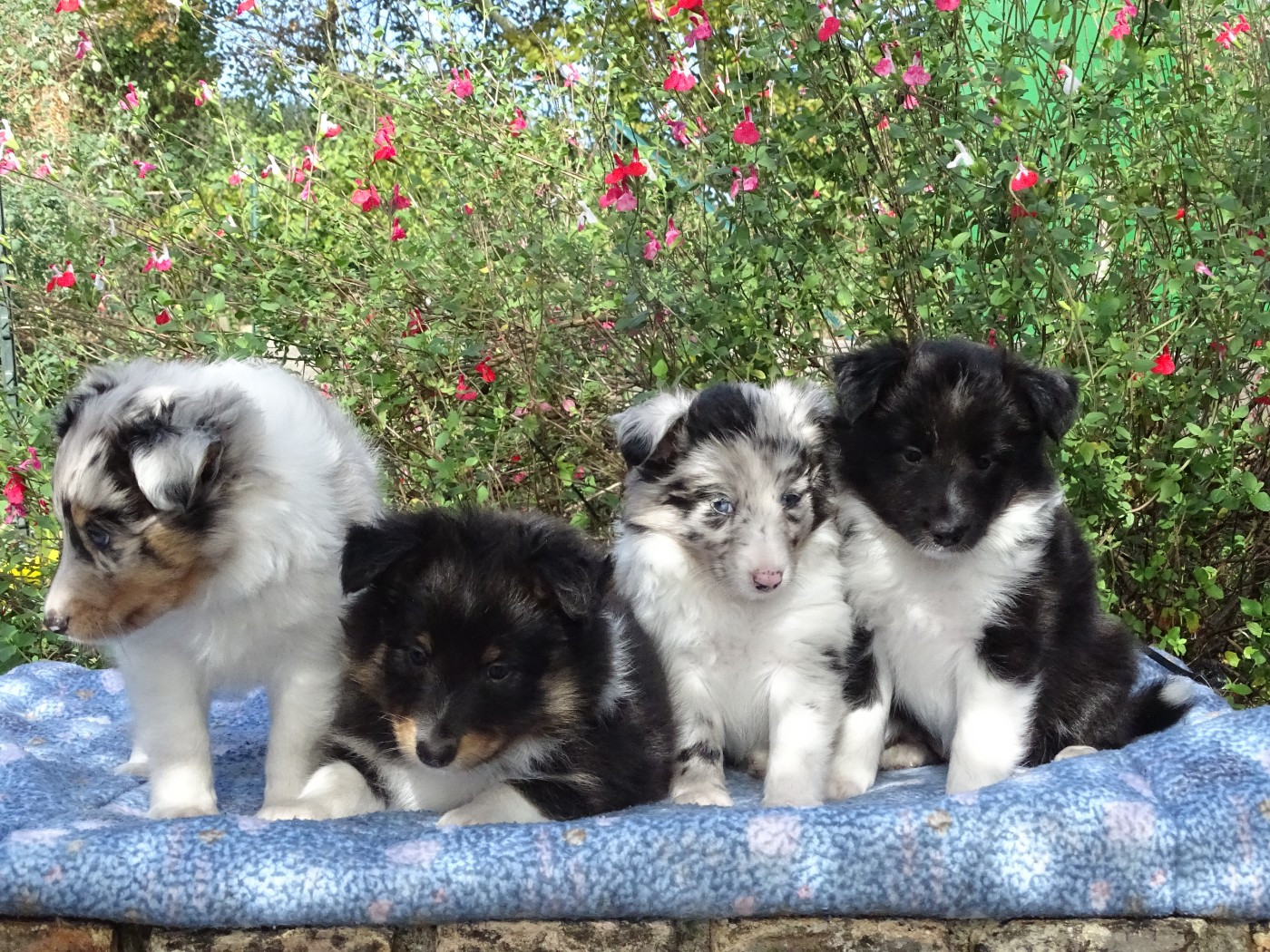 du Clan Castelau - Shetland Sheepdog - Portée née le 04/08/2026