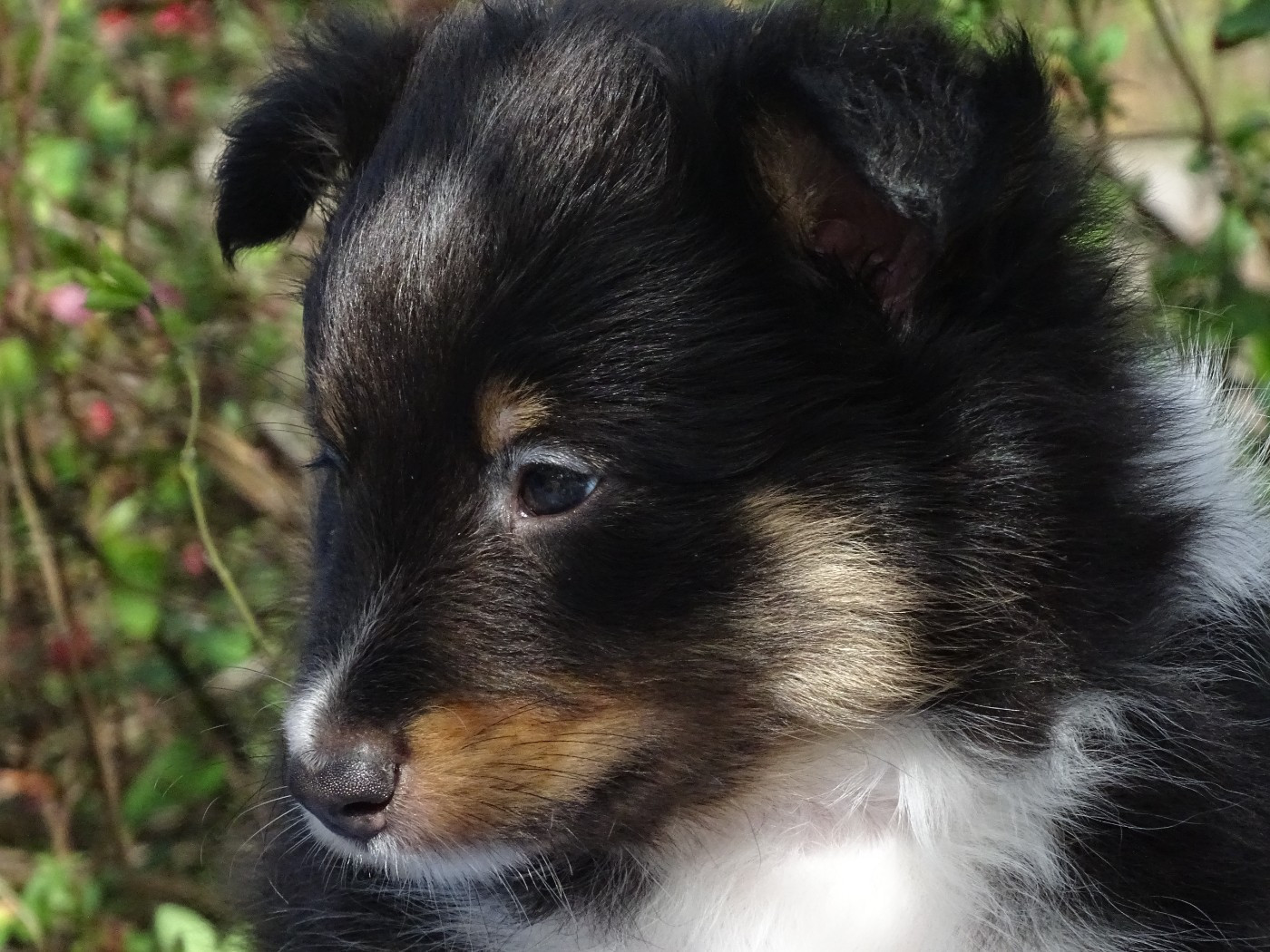du Clan Castelau - Chiots disponibles - Shetland Sheepdog