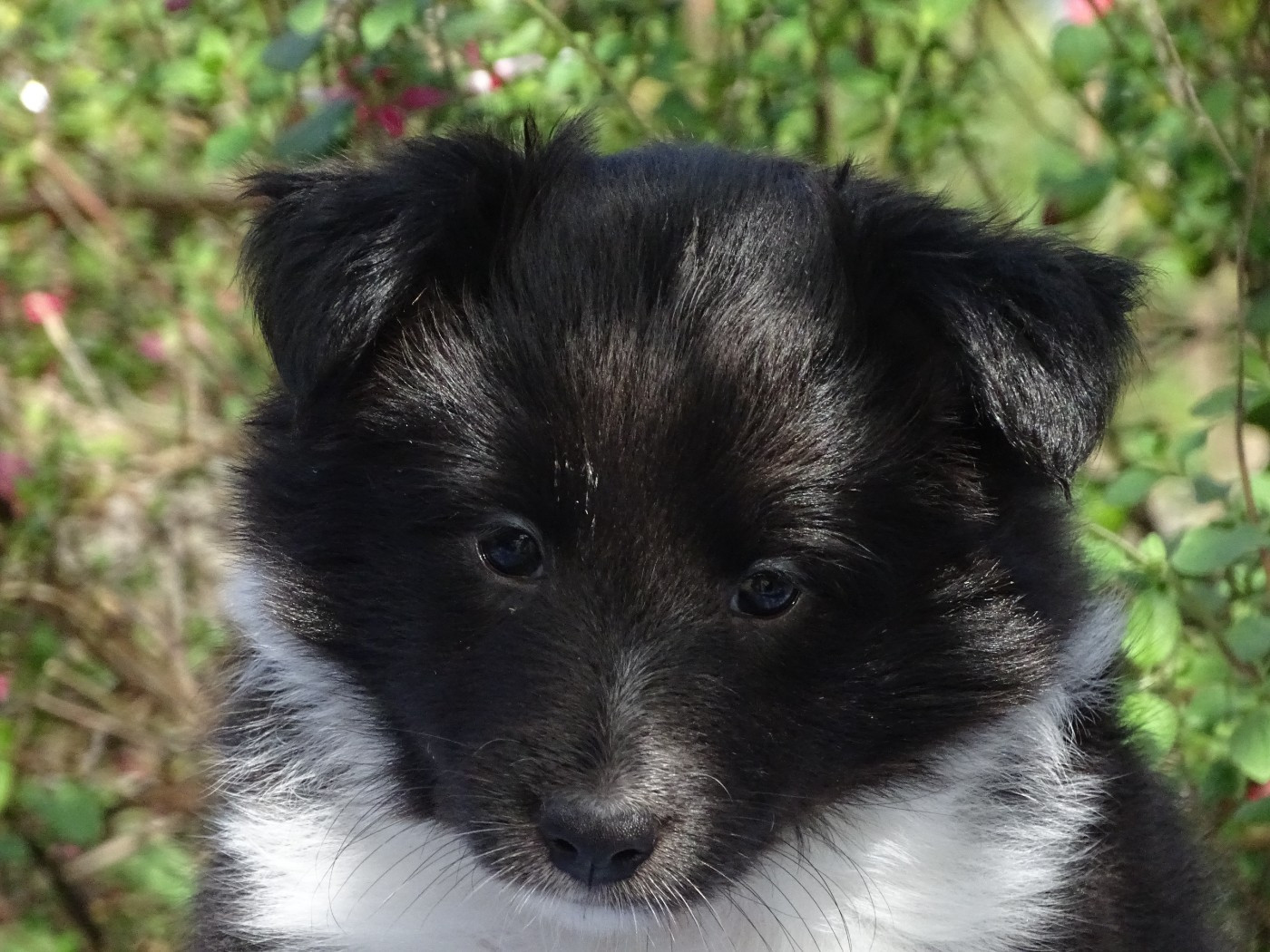 du Clan Castelau - Chiots disponibles - Shetland Sheepdog