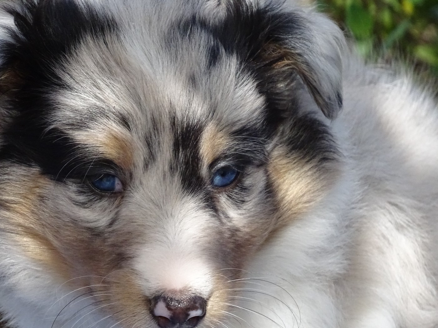du Clan Castelau - Chiots disponibles - Shetland Sheepdog