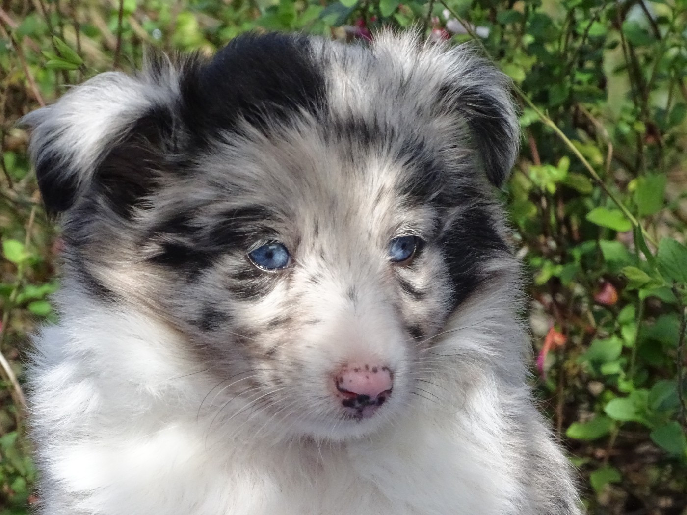 du Clan Castelau - Chiots disponibles - Shetland Sheepdog
