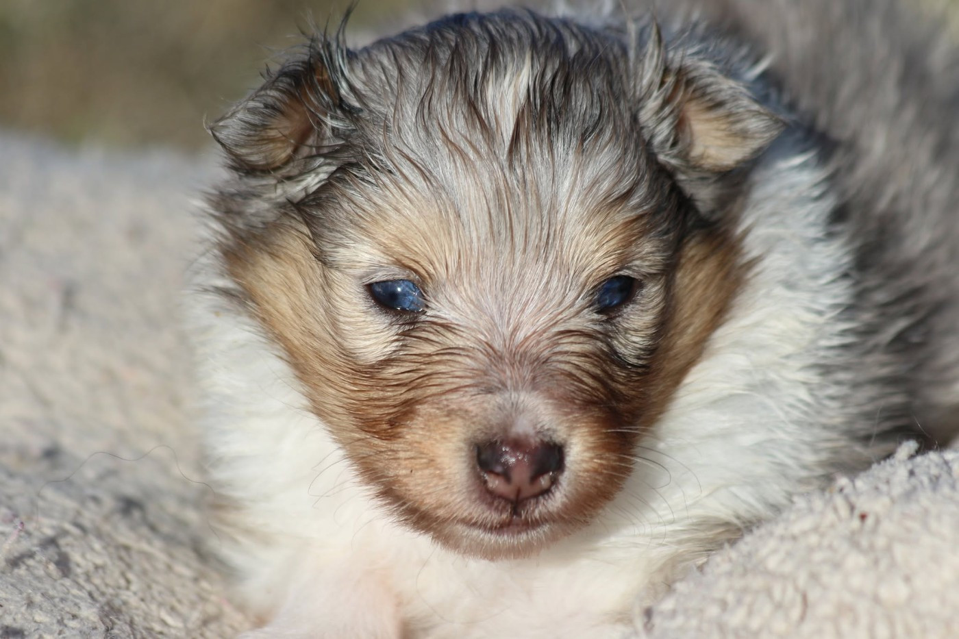 du Clan Castelau - Chiots disponibles - Shetland Sheepdog