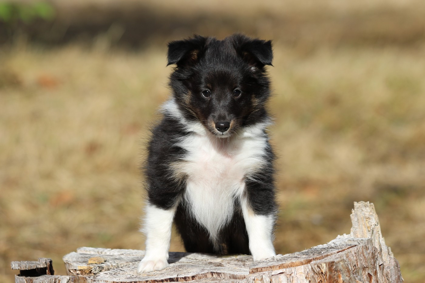 du Clan Castelau - Chiots disponibles - Shetland Sheepdog