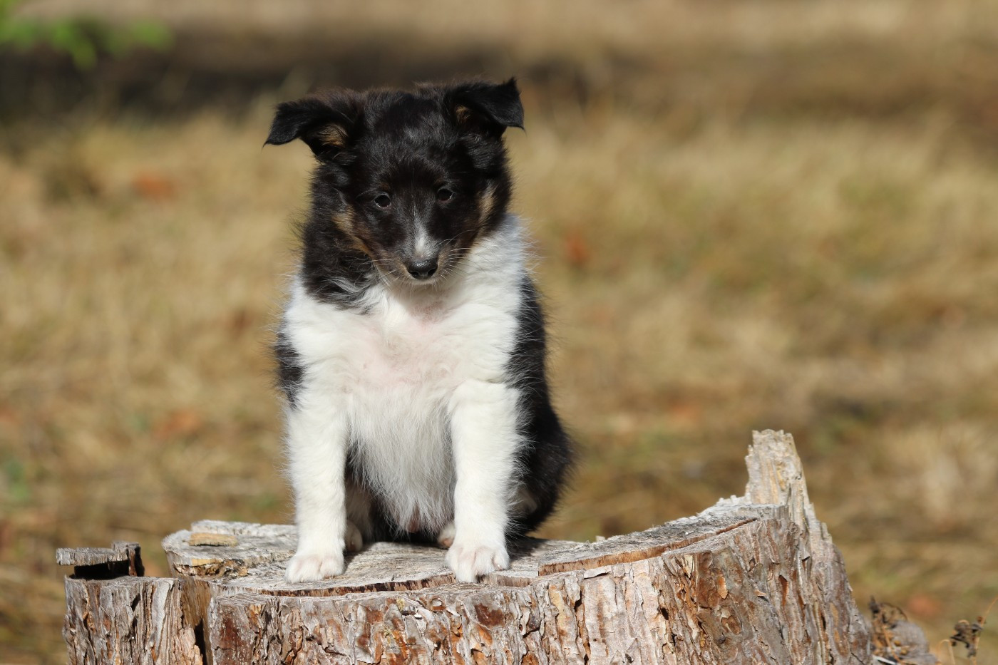 du Clan Castelau - Chiots disponibles - Shetland Sheepdog