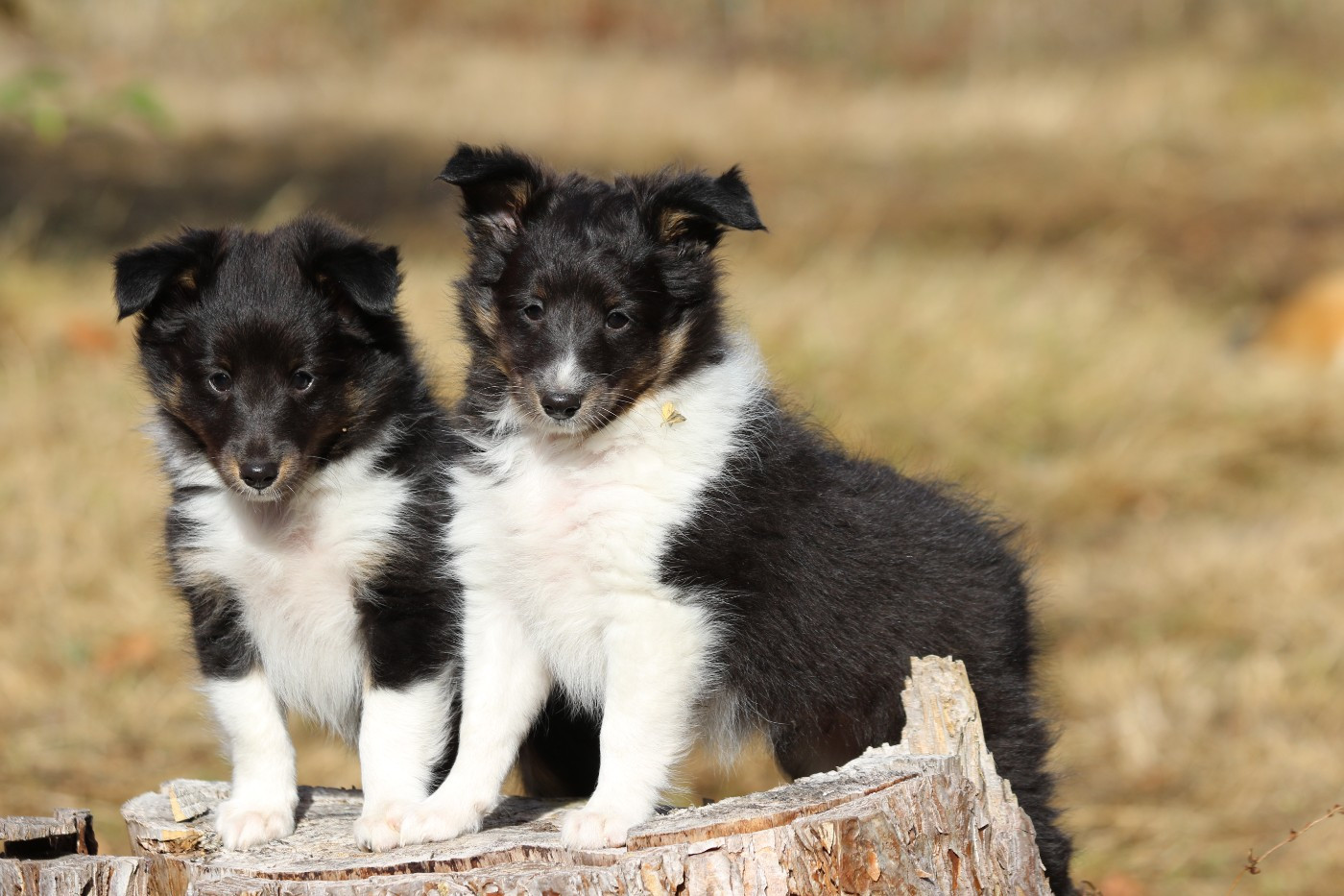 Chiot Shetland Sheepdog du Clan Castelau