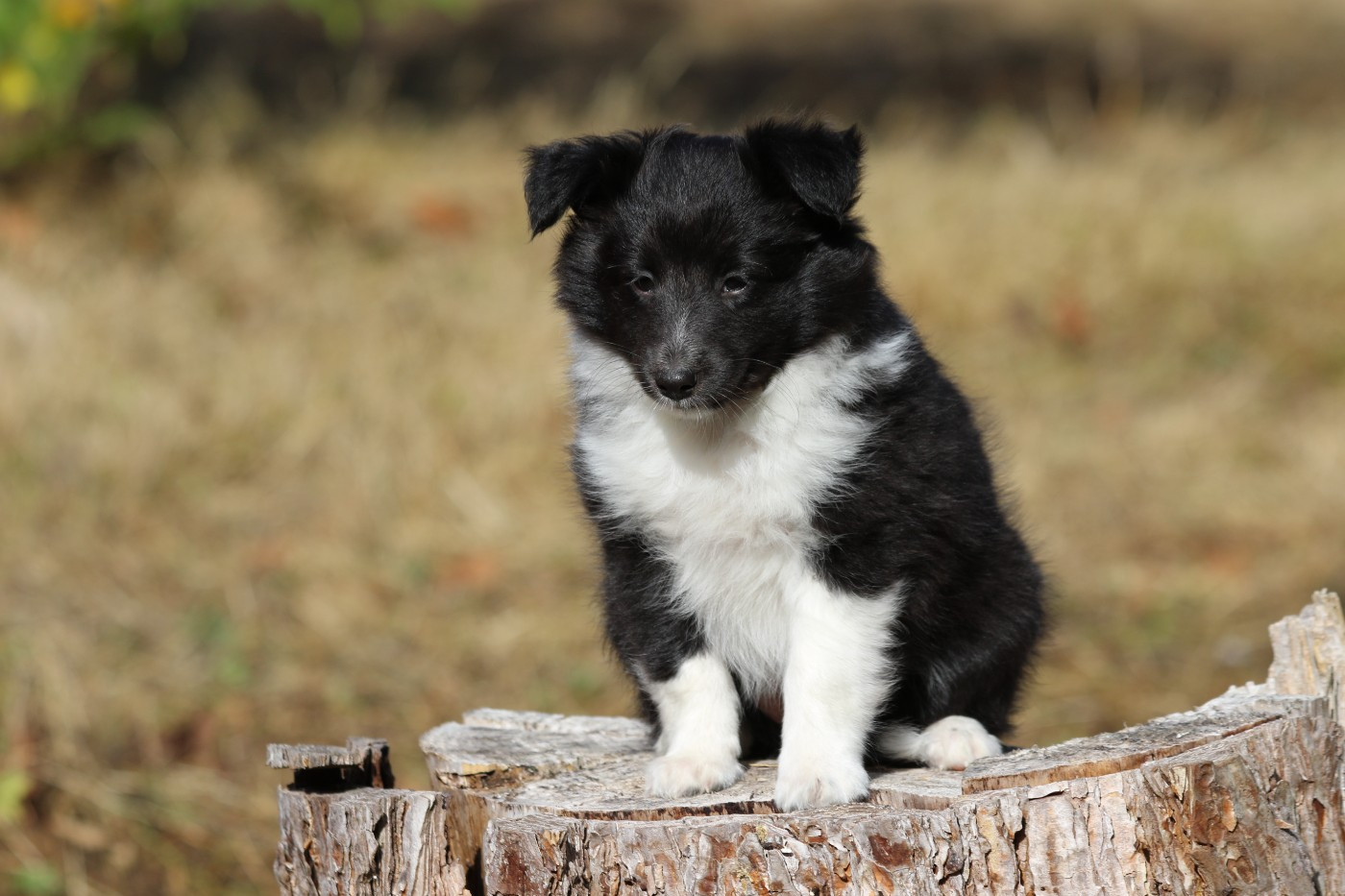 du Clan Castelau - Chiots disponibles - Shetland Sheepdog