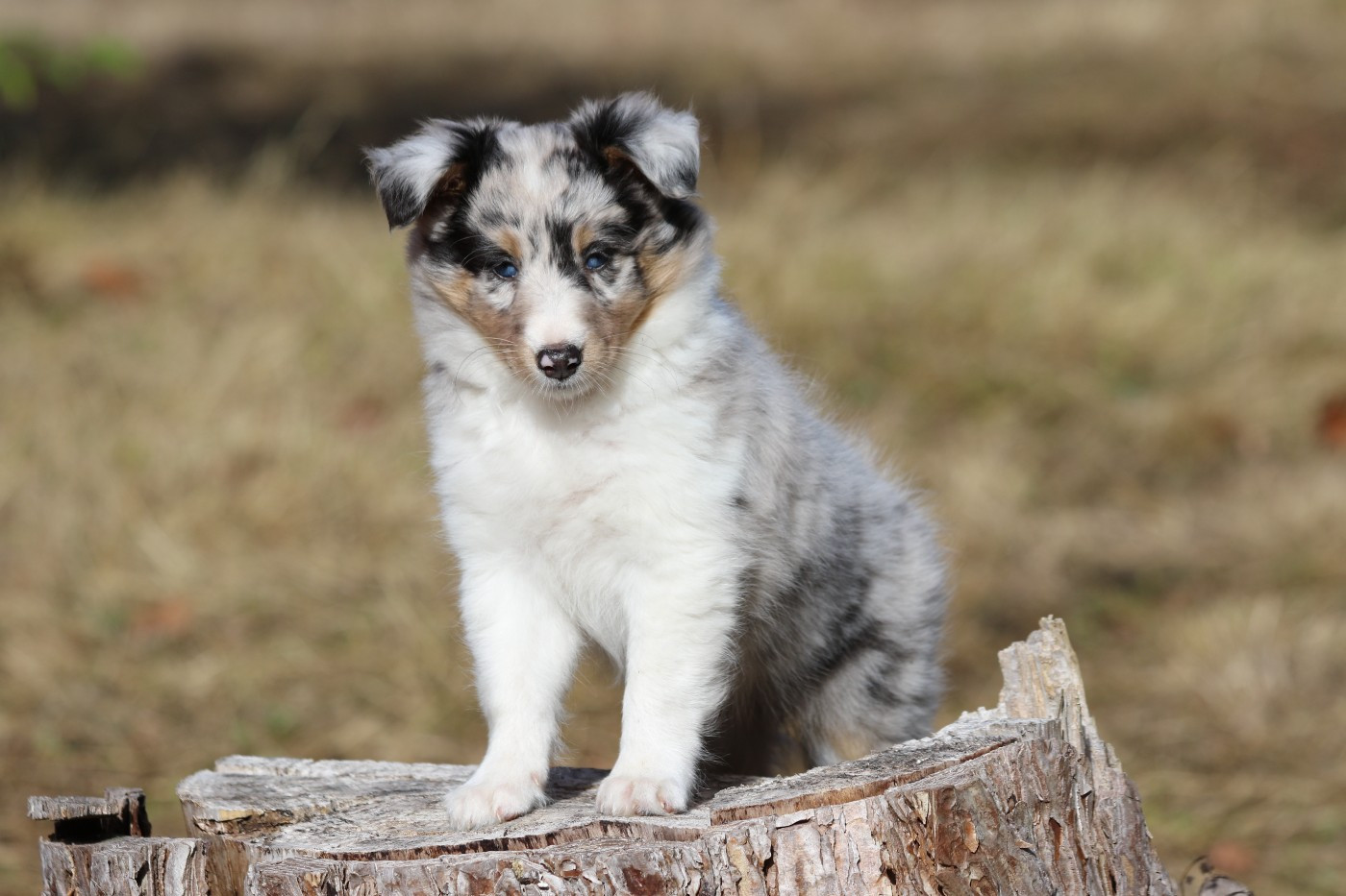 du Clan Castelau - Chiots disponibles - Shetland Sheepdog