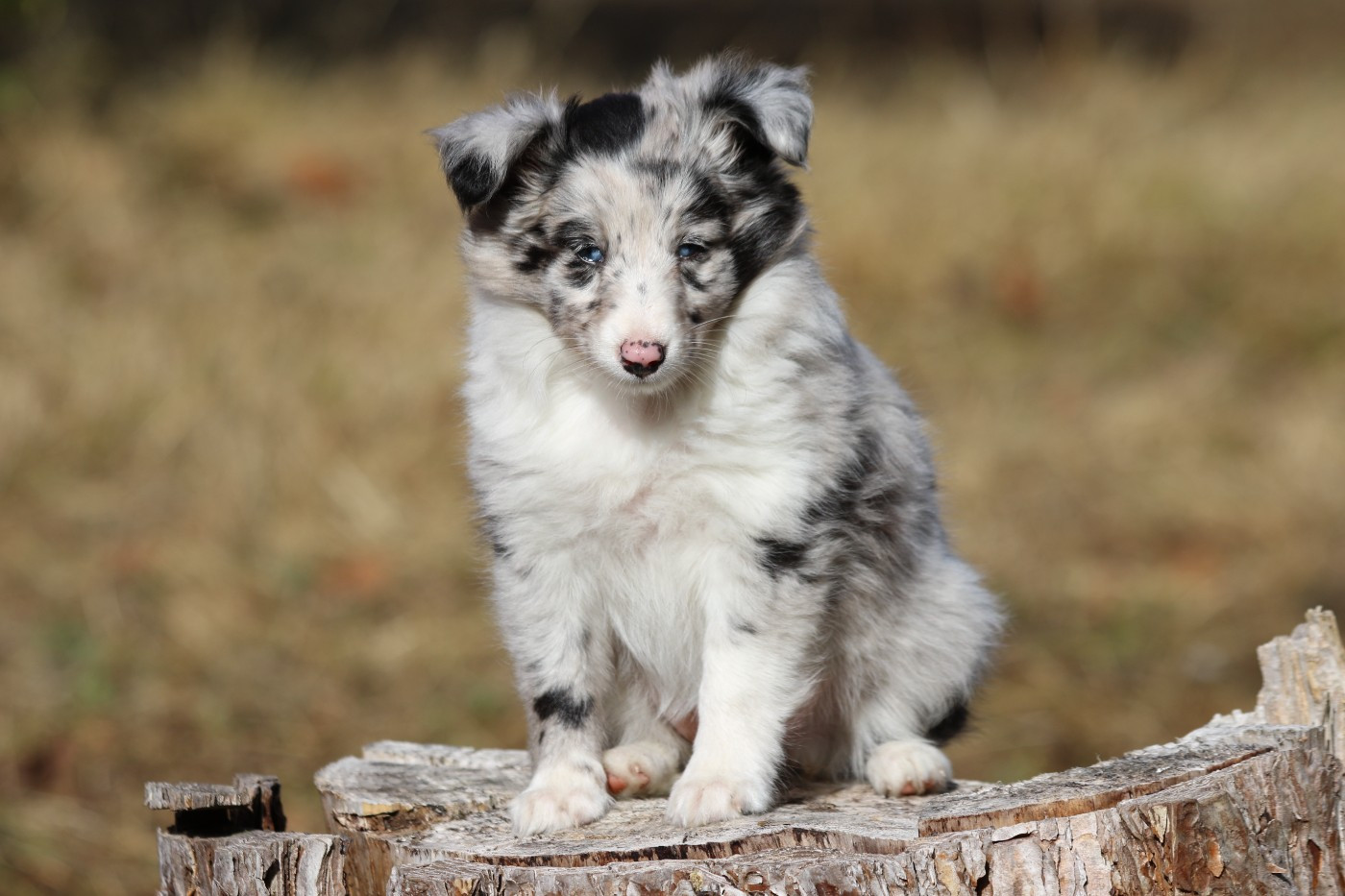 du Clan Castelau - Chiots disponibles - Shetland Sheepdog