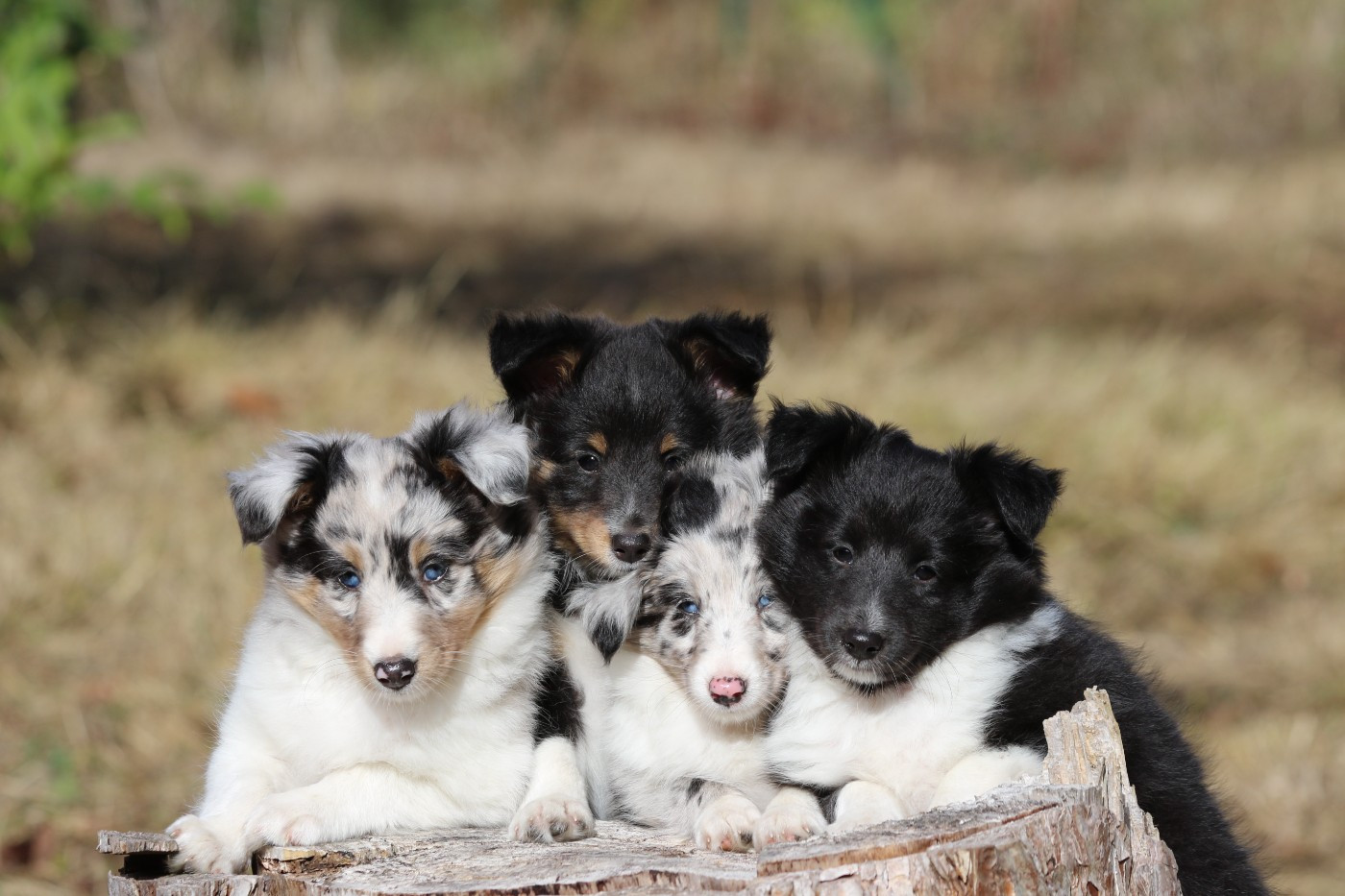 Chiot Shetland Sheepdog du Clan Castelau