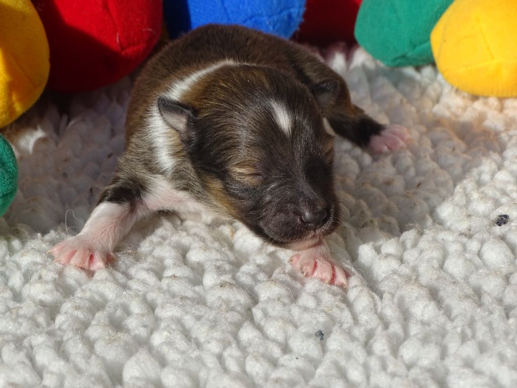 du Clan Castelau - Chiots disponibles - Shetland Sheepdog