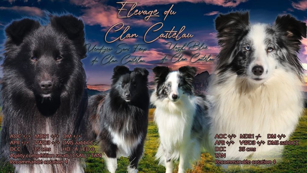 Chiot Shetland Sheepdog du Clan Castelau