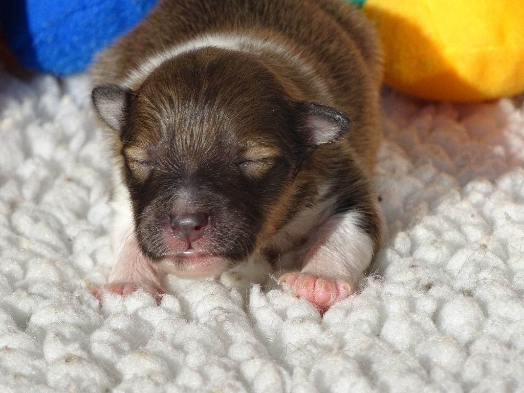 du Clan Castelau - Chiots disponibles - Shetland Sheepdog