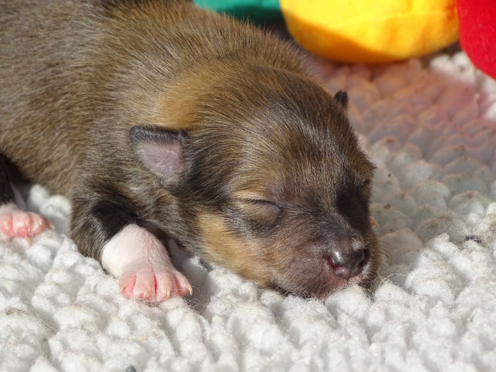 du Clan Castelau - Chiots disponibles - Shetland Sheepdog