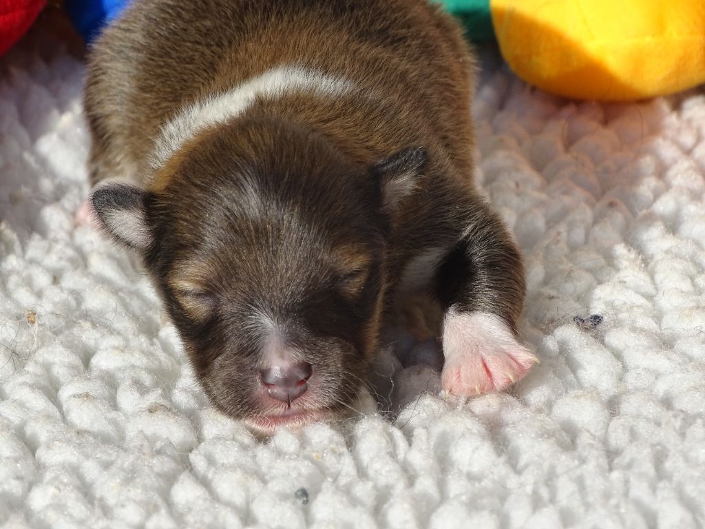 du Clan Castelau - Chiots disponibles - Shetland Sheepdog