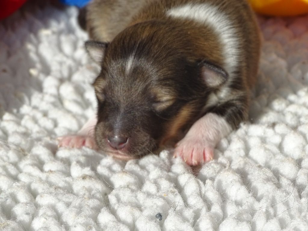 du Clan Castelau - Chiots disponibles - Shetland Sheepdog