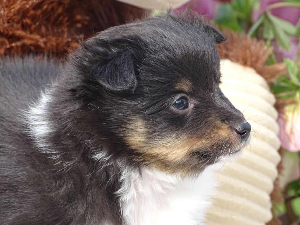 du Clan Castelau - Chiots disponibles - Shetland Sheepdog